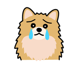 Cute! Pomeranian Stickers sticker #10647698