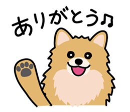 Cute! Pomeranian Stickers sticker #10647706