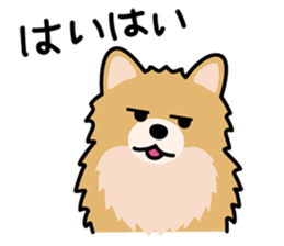 Cute! Pomeranian Stickers sticker #10647719