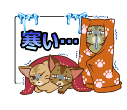CAT-Abyssinian2 sticker #10653451