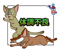 CAT-Abyssinian2 sticker #10653452