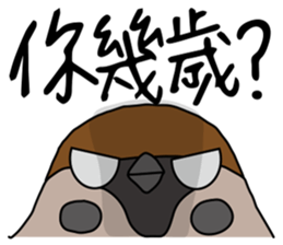 Talking Sparrow sticker #10658475