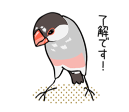 Negotiations sticker of Java sparrow sticker #10675266