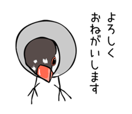 Negotiations sticker of Java sparrow sticker #10675269