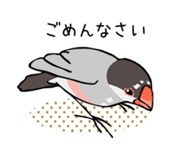 Negotiations sticker of Java sparrow sticker #10675272