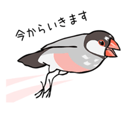 Negotiations sticker of Java sparrow sticker #10675274