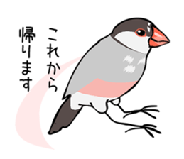 Negotiations sticker of Java sparrow sticker #10675275