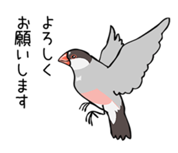 Negotiations sticker of Java sparrow sticker #10675277