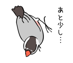Negotiations sticker of Java sparrow sticker #10675282