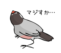 Negotiations sticker of Java sparrow sticker #10675286