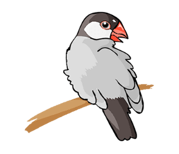 Negotiations sticker of Java sparrow sticker #10675289