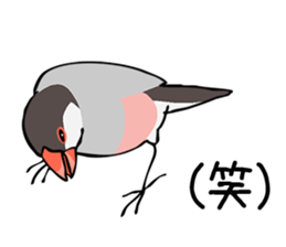Negotiations sticker of Java sparrow sticker #10675297