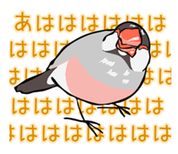 Negotiations sticker of Java sparrow sticker #10675298