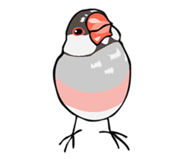 Negotiations sticker of Java sparrow sticker #10675302