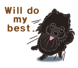A sticker willingly. Black Pomeranian EV sticker #10676520