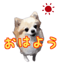 Komaru of a Chihuahua sticker #10679468