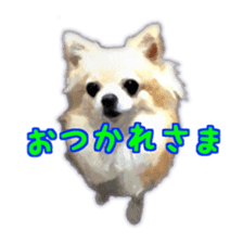 Komaru of a Chihuahua sticker #10679470