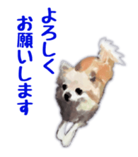 Komaru of a Chihuahua sticker #10679475