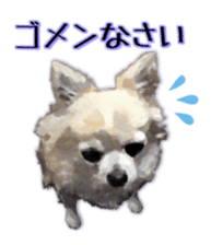 Komaru of a Chihuahua sticker #10679476