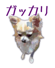 Komaru of a Chihuahua sticker #10679478