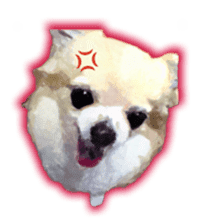 Komaru of a Chihuahua sticker #10679479