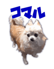 Komaru of a Chihuahua sticker #10679483