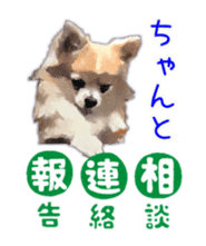 Komaru of a Chihuahua sticker #10679484
