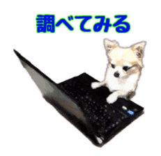Komaru of a Chihuahua sticker #10679486