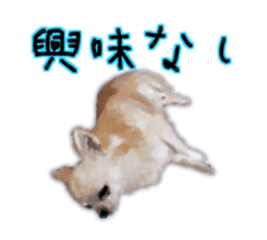 Komaru of a Chihuahua sticker #10679487