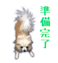 Komaru of a Chihuahua sticker #10679491