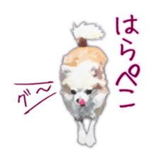 Komaru of a Chihuahua sticker #10679496