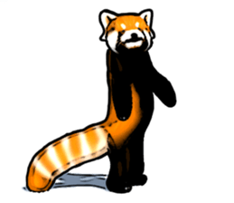 Daily life of the lesser panda sticker #10691346