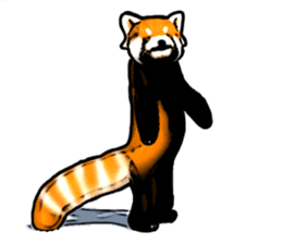 Daily life of the lesser panda sticker #10691346
