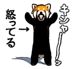 Daily life of the lesser panda sticker #10691363