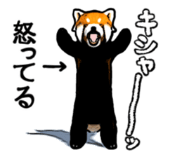 Daily life of the lesser panda sticker #10691363