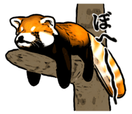Daily life of the lesser panda sticker #10691369