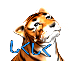 New version : Male Tiger Cub, Torakichi sticker #10692546