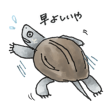 Japanese Turtle Kame-chan sticker #10694162