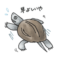 Japanese Turtle Kame-chan sticker #10694162