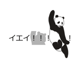 Panda, appeared in the balloon sticker #10708000
