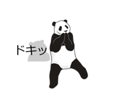 Panda, appeared in the balloon sticker #10708005