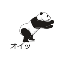 Panda, appeared in the balloon sticker #10708006