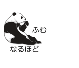 Panda, appeared in the balloon sticker #10708010