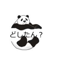 Panda, appeared in the balloon sticker #10708013