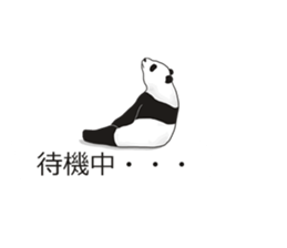 Panda, appeared in the balloon sticker #10708026