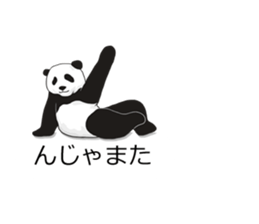 Panda, appeared in the balloon sticker #10708038