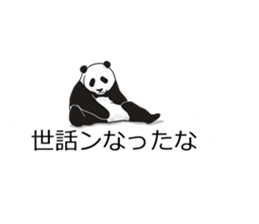 Panda, appeared in the balloon sticker #10708039