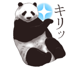 Strange pose Panda 2 sticker #10710487