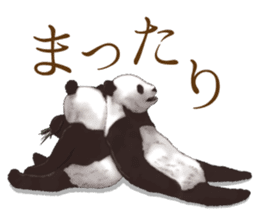 Strange pose Panda 2 sticker #10710488
