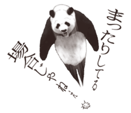 Strange pose Panda 2 sticker #10710489